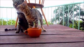 野良猫が子猫を拾ってきて可愛がる。ひばり24