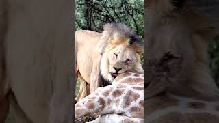 Lion Feeding on Giraffe #dyk #shorts #lion #africa #safari #animals