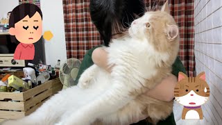 猫の匂いを全力で吸ってみた【ぽしゃっけ】