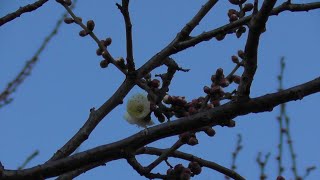 【部分】【開花宣言】浮間公園の白梅が開花しました（２０２５年１月２０日（月）撮影）