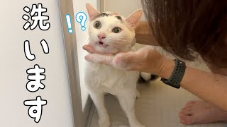 チロさんの猫ニキビがひどくなってきたのでアゴを洗います！