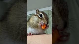 【ASMR 2.にんじんを食べるシマリス🥕🐿️ 】完食見届けられず…🙇