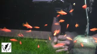 Fish Fry update...some babies and breeding projects