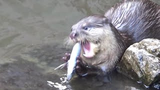 遊びまわるカワウソの家族　Cute small-clawed otter family #254 【智光山公園こども動物園】