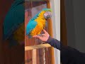 💙🦜 macaw africangrey parrot birds budgies cockatails loveydovey lovebirds