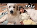 【祝！】２歳児がついに超大型犬の上で寝ちゃう日が来てしまいました…｜グレートピレニーズ&オールドイングリッシュシープドッグ&トイプードル