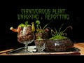 Carnivorous plant unboxing + repotting ☾ California Carnivores unboxing