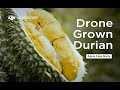 Drones Rise to this Durian Orchard’s Defense