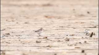 ♪鳥くん野鳥動画（新潟県新潟市）ヒメウズラシギＪBaird's Sandpiper