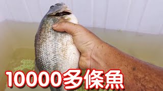 【石頭記事】今天放水清魚塘，這才發現魚塘里面還有10000多條魚，這下賺大了