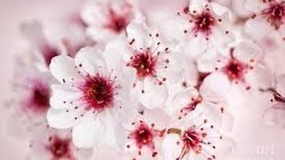 [Japanology Plus] The Great Story Of The Cherry Blossom サクラ Season 1 EP 5