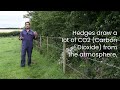 why are hedgerows important to the environment