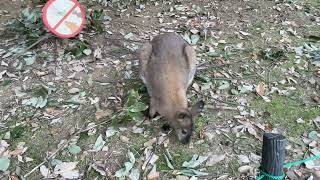 埼玉県こども動物自然公園 Saitama Children’s  Zoo Park、10月30日  ,カメラ  40, ベネットアカクビワラビーBennett’s Wallaby, 2