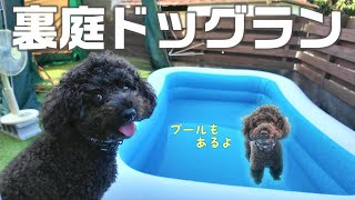 裏庭にプール付きドッグランが完成し セレブ犬になりました