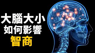 大腦的大小真的會影響智商嗎？地球上智商最高的動物對比！| 腦補大轟炸