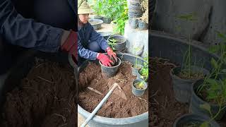 ปลูกพริกกระถางChilli Plant in a Pot #เกษตรอินทรีย์ #ปลูกผักพื้นที่น้อย#gardening #organicgardening