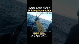 거제도 안경섬 겨울 방어 손맛~! 바로 이거야! (Korea Geoje Island's Seriola quinqueradiata, yellowtail fishing)