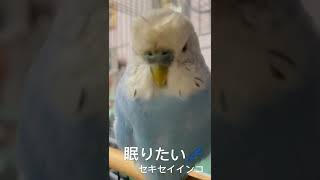 虎皮鸚鵡 賊賊「眠りたい！」#budgerigarbird #shorts #budgerigar #bird  #セキセイインコ　#虎皮鸚鵡 #鸚鵡 #賊賊#インコ