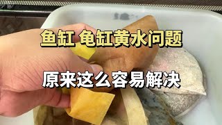 鱼缸龟缸祛除黄水原来这么简单