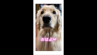 カメレオンのように!!👅体操服で頑張るゴールデンレトリバー♪ Funny Dog :) はななん日記♡