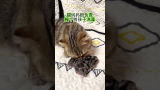 终于学会当妈妈了！#猫咪 #仓鼠 #萌宠