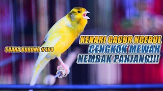 SUARA BURUNG |164| Kenari GACOR PANJANG INI Cocok untuk Masteran KENARI PAUD dan Kenari Macet BUNYI