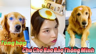 Tổng Hợp Chú Chó Bảo Bảo Thông Minh P3 #thúcưng #vậtnuôi #chómèohàihước #funny #pets #animals #cute