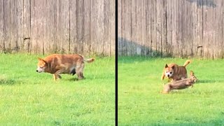 Dog Uncovers a Furry Friend