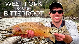 Fly Fishing on the BEAUTIFUL West Fork of the Bitterroot River! (HUGE Cutthroat Trout)