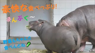 【カバ】豪快な食べっぷりのまんぷく君♪　2022/1/7　とべ動物園