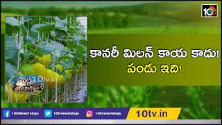 కానరీ మిలన్ కాయ కాదు! పండు ఇది!: Farming Methods Of Canary Melon | Matti Manishi | 10TV News