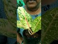 aglonima onlineplants lovemyplantssreekalaribu wtsapp9947132040