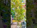 artificial bamboo plant... 6.9 feet height