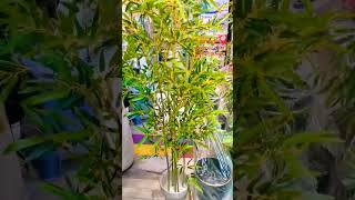 Artificial Bamboo plant... 6.9 feet height