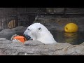 しろくまピース絶好調！！極上の癒しプール遊び☆彡とべ動物園にて