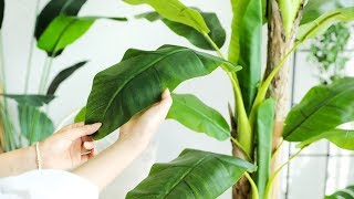 대형 인조 인테리어 바나나 야자 조화 나무 화분 장식 missmone com (artificial interior banana palm tree plant decoration)