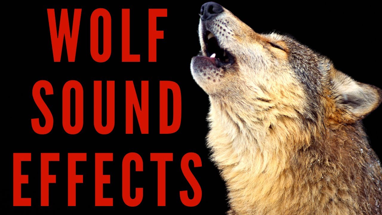 Wolf Sound Effects Wolf Howling Sound Youtube