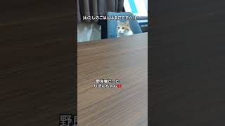 (わたしのごはんはまだですか)野良猫だったりぼんちゃん🎀#cat #猫のいる暮らし #猫のいる生活 #野良猫関連 #保護猫