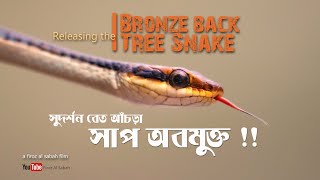 সুদর্শন বেত আঁচড়া সাপ অবমুক্ত !! Releasing the Bronze back Tree Snake