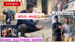 Just rescue: ಹಸಿರು ಹಾವು green killback snake 🐍😍 #umeshusg #usg #india #karanataka #bijapur #snake