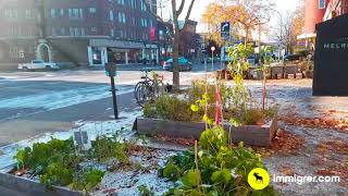 Première neige à Montréal en 2017