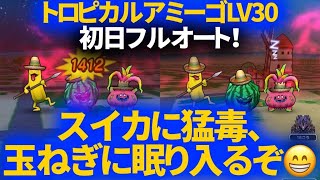 【ドラクエウォーク】トロピカルアミーゴLV30をフルオート！初日初見のフルピックアップバージョン＆こころドロップ率ヤバすぎ！【強敵】