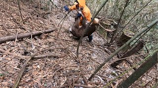 （解説）捕獲から食べるまで