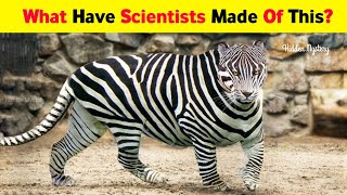 10 Unique Hybrid Animals of The World |  10 Most Amazing Hybrid Animals That Actually Exist