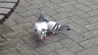 鴿子玩親親  Pigeon