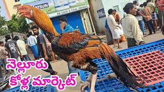 Nellore Natukolla market #pets  market నెల్లూరు నాటు కోళ్ల మార్కెట్ 13 8 2023