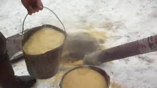 Кормление бычков(в сутку 1200 гр привеса)