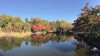 昭和記念公園のイチョウの美しさ　紅葉状況　2014年11月15日