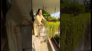 మరువం ఎంత పొడవు వచ్చిందో #shortsvideo #gardening #home