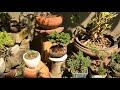 gu bonsai workshop ชมสวนสไตล์ญี่ปุ่น gu bonsai part 2